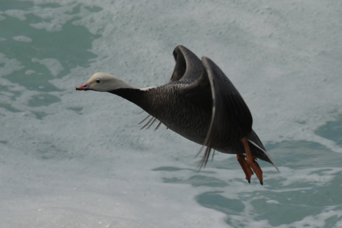 Emperor Goose - Brook OConnor