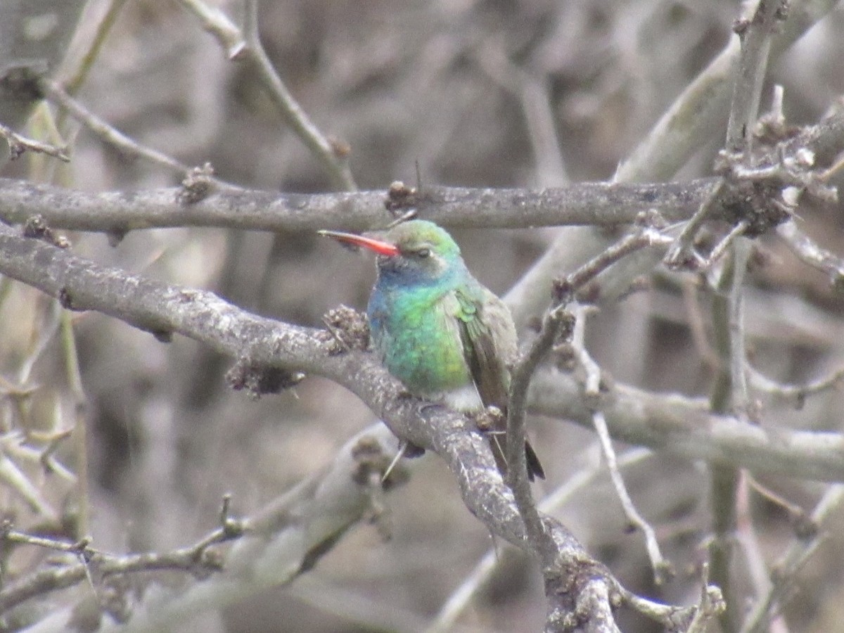 Broad-billed Hummingbird - ML216442801