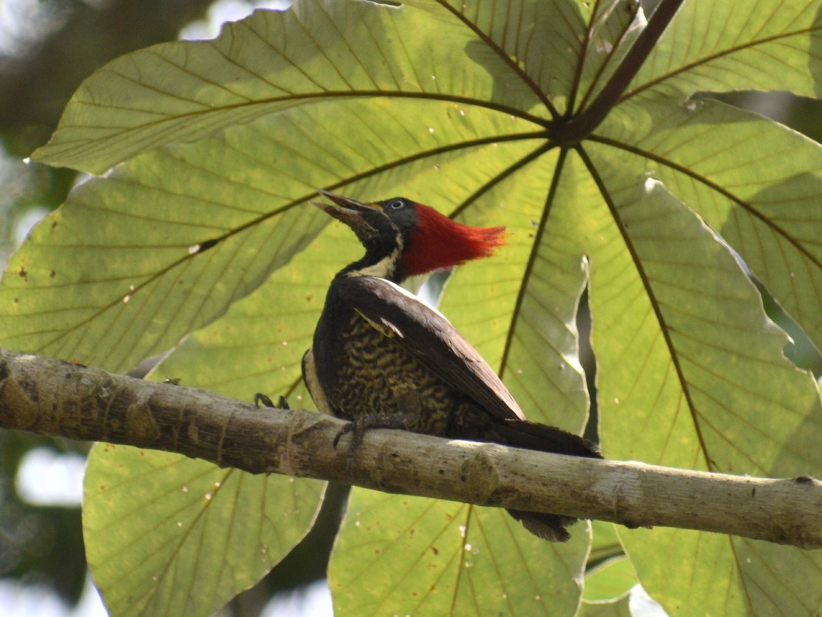 Lineated Woodpecker - ML216444491