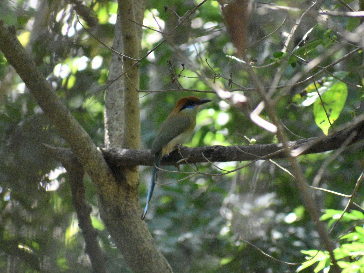 Motmot à tête rousse - ML216444571