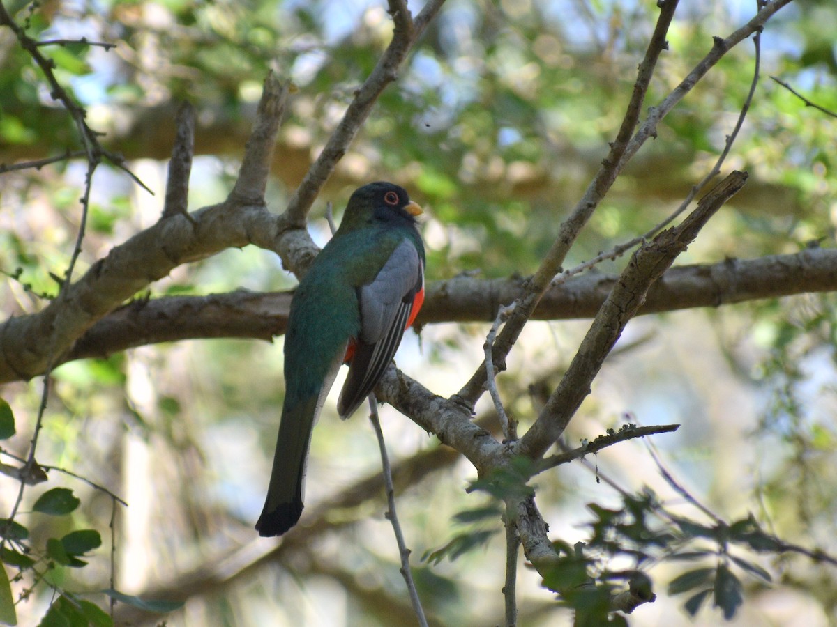 Trogon élégant - ML216444721