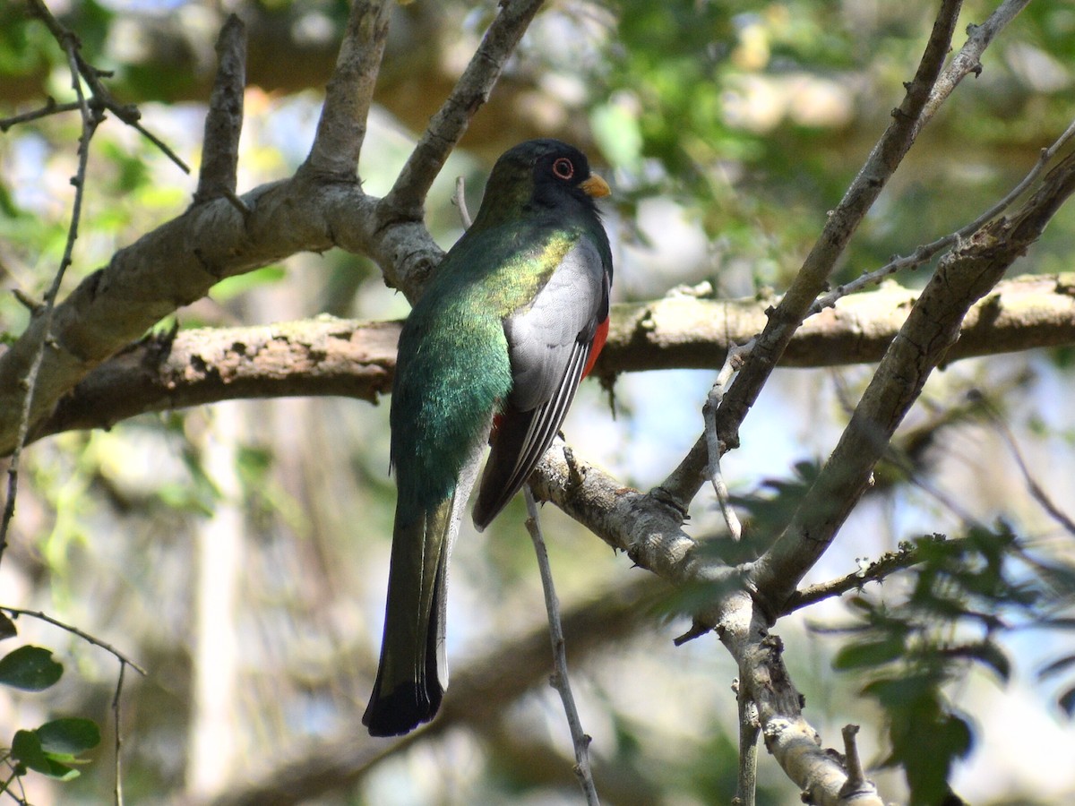 Elegant Trogon - ML216444731