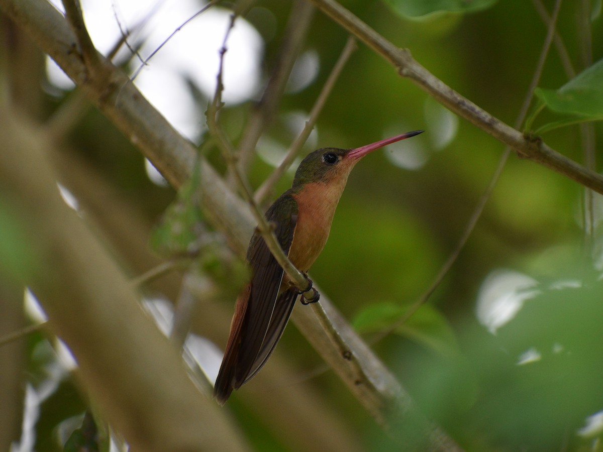 Cinnamon Hummingbird - ML216444901