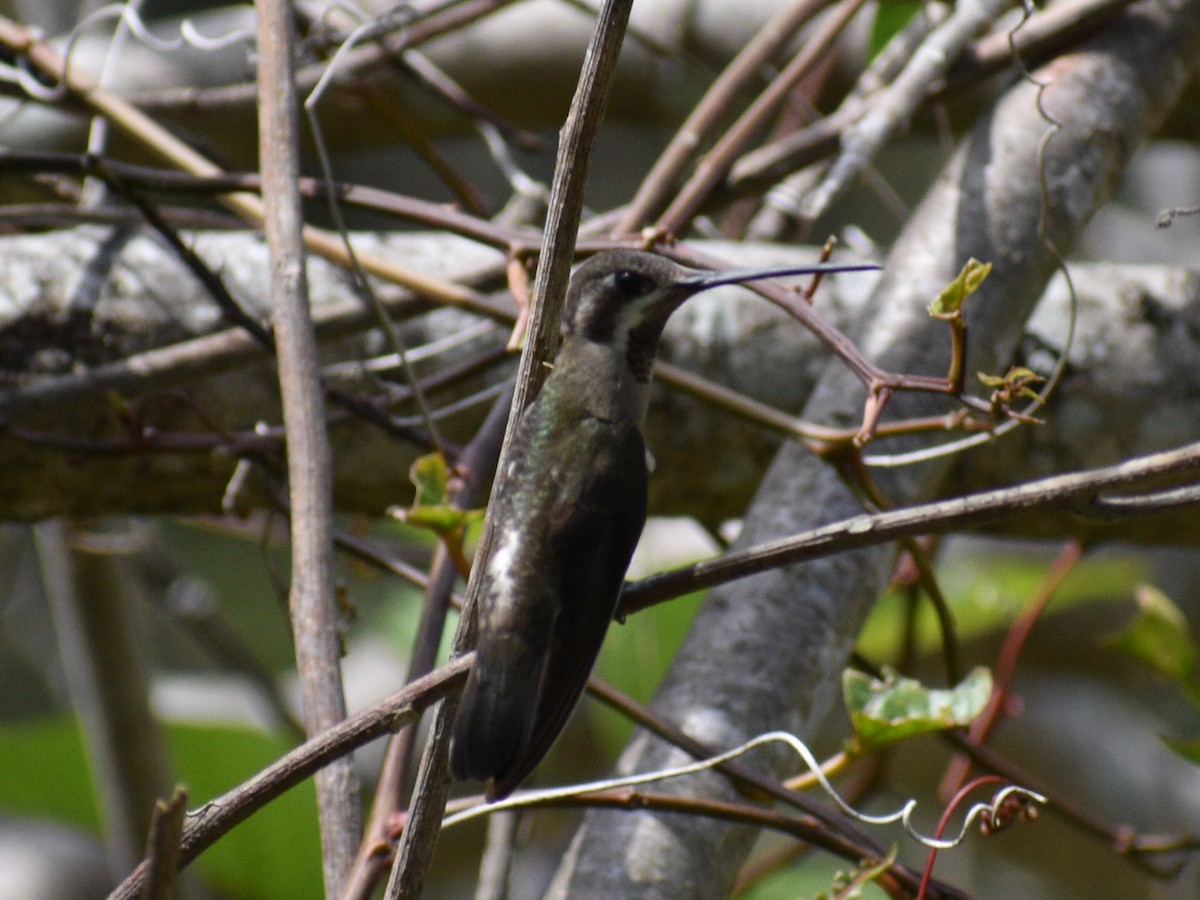 Plain-capped Starthroat - ML216445191