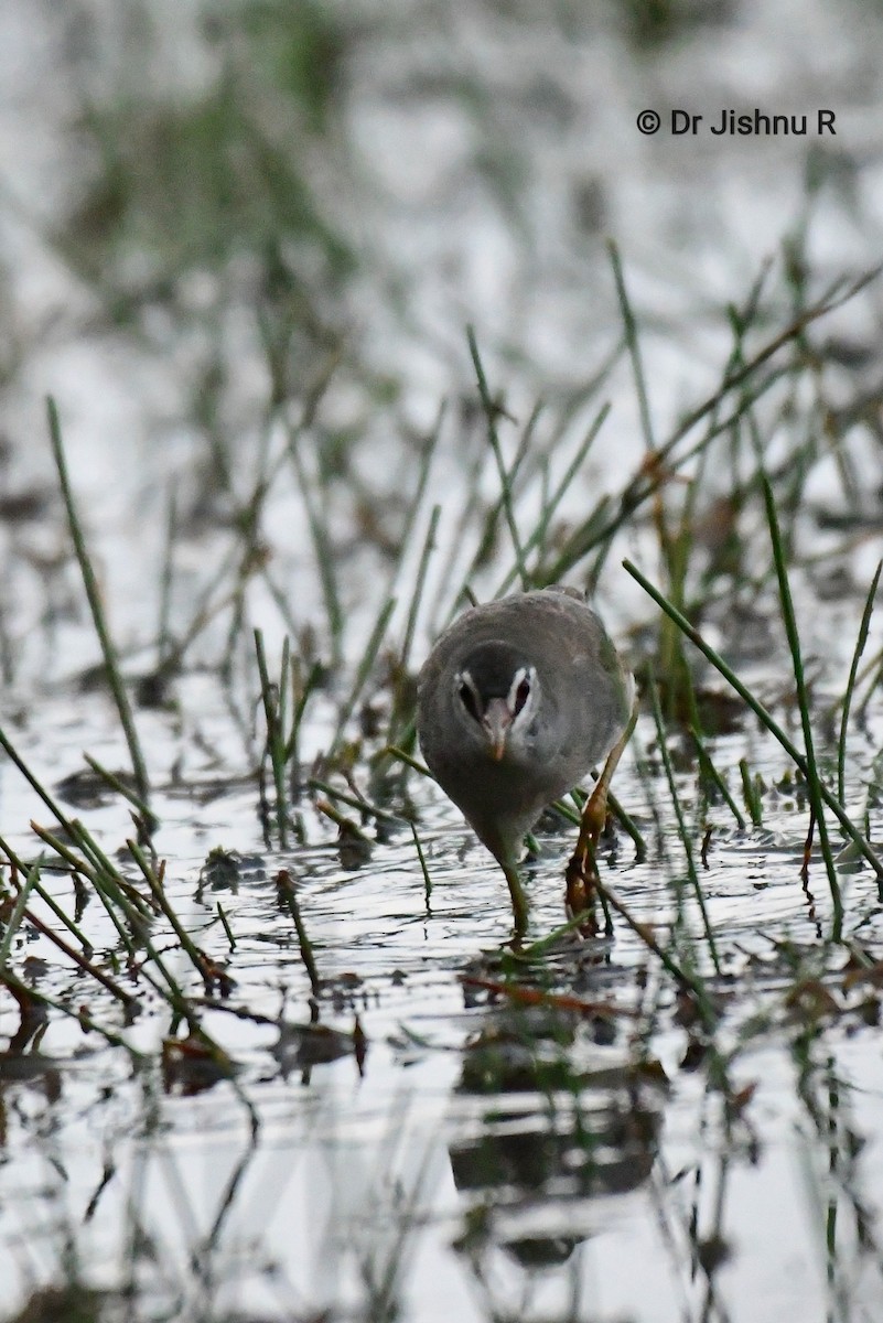 White-browed Crake - ML216445951