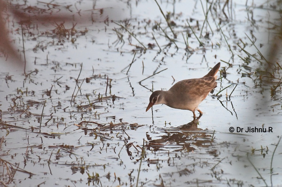 White-browed Crake - Dr Jishnu R