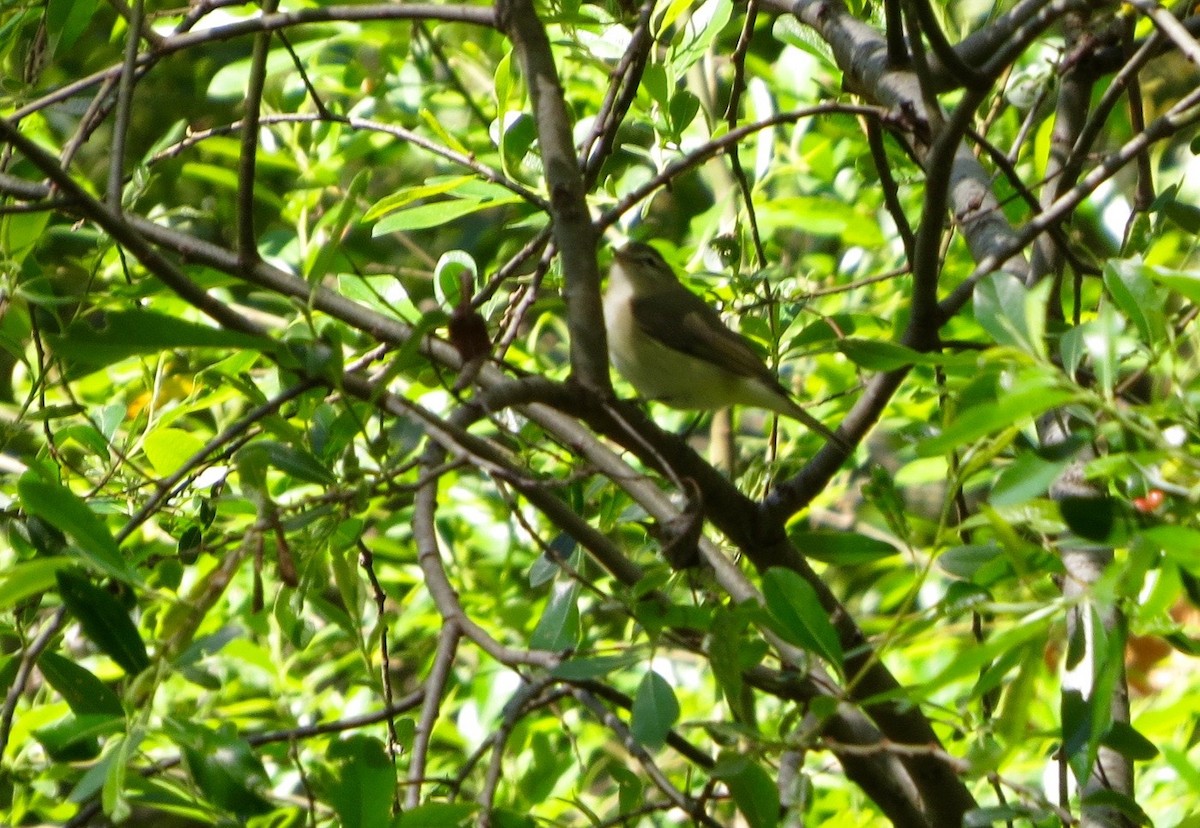 Warbling Vireo - ML216446351