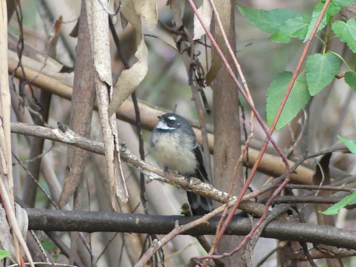 Gray Fantail - ML216446431