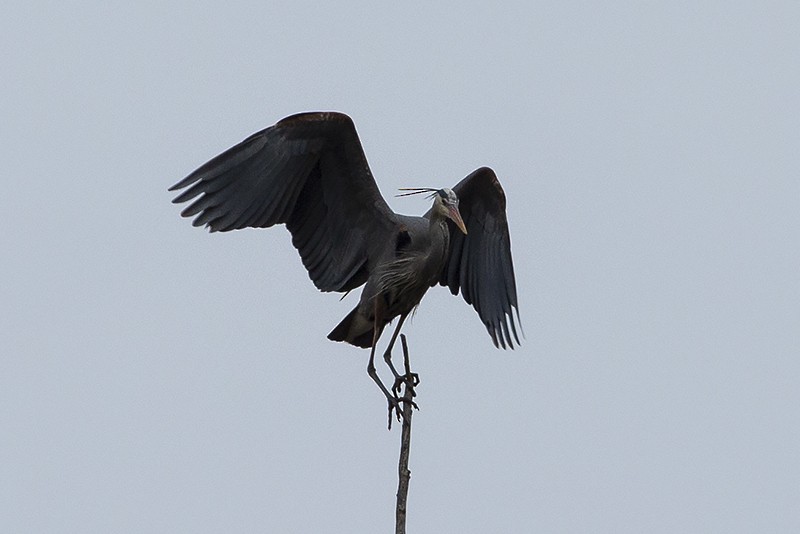 Great Blue Heron (Great Blue) - ML216450221