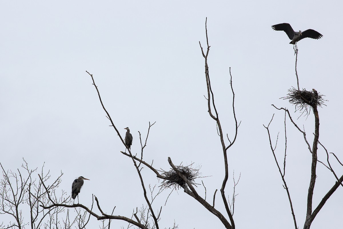 Great Blue Heron (Great Blue) - Martin Wall