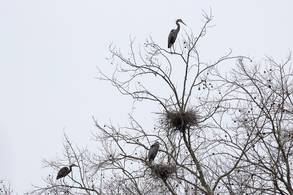 Great Blue Heron (Great Blue) - ML216450251