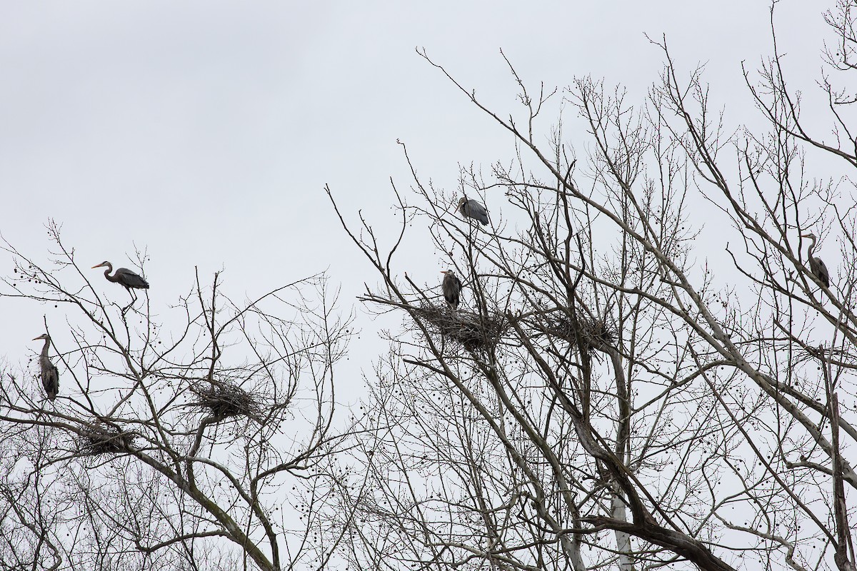 Great Blue Heron (Great Blue) - ML216450261