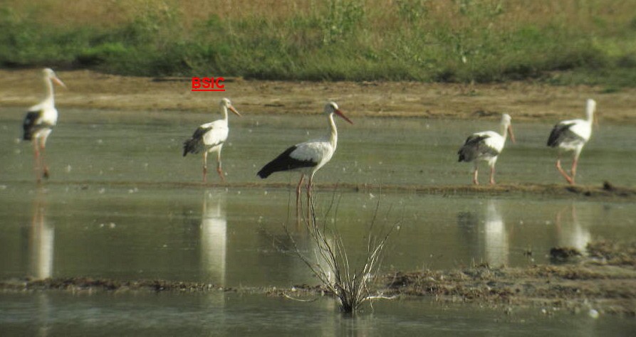 White Stork - Mikel García