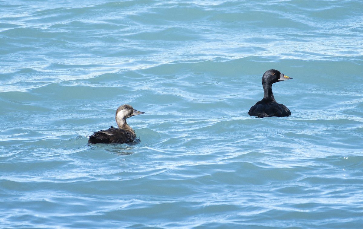 Common Scoter - ML216450621