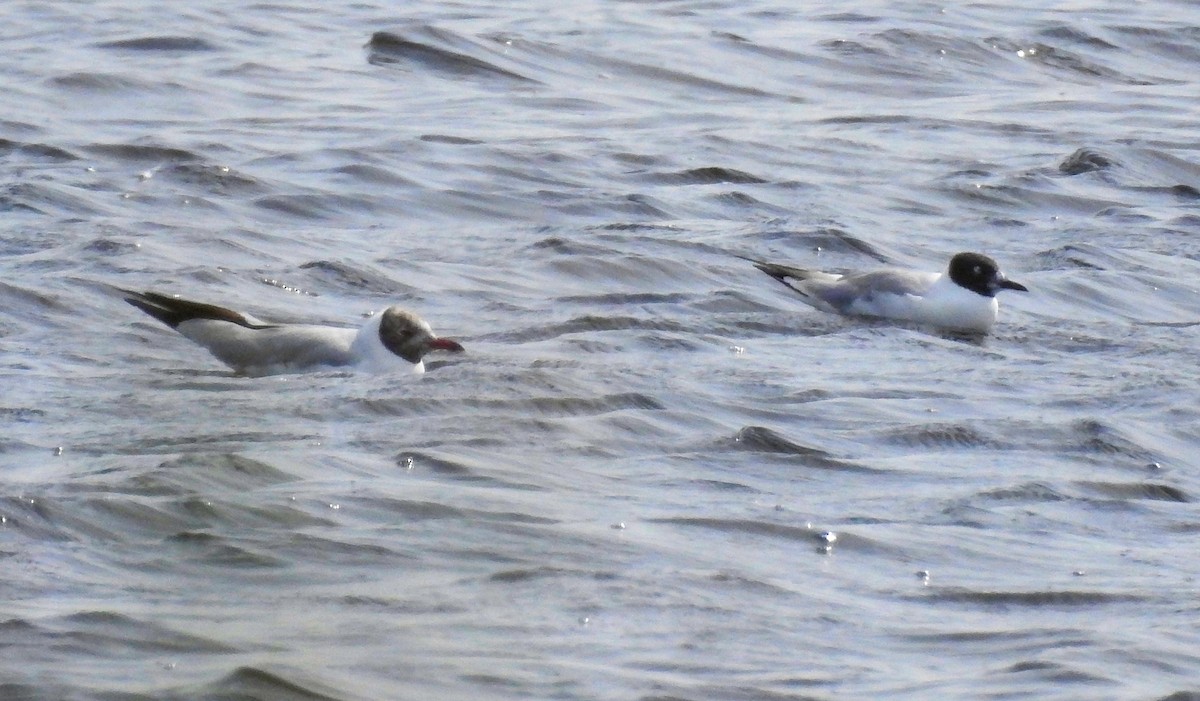 Bonaparte's Gull - ML216450631