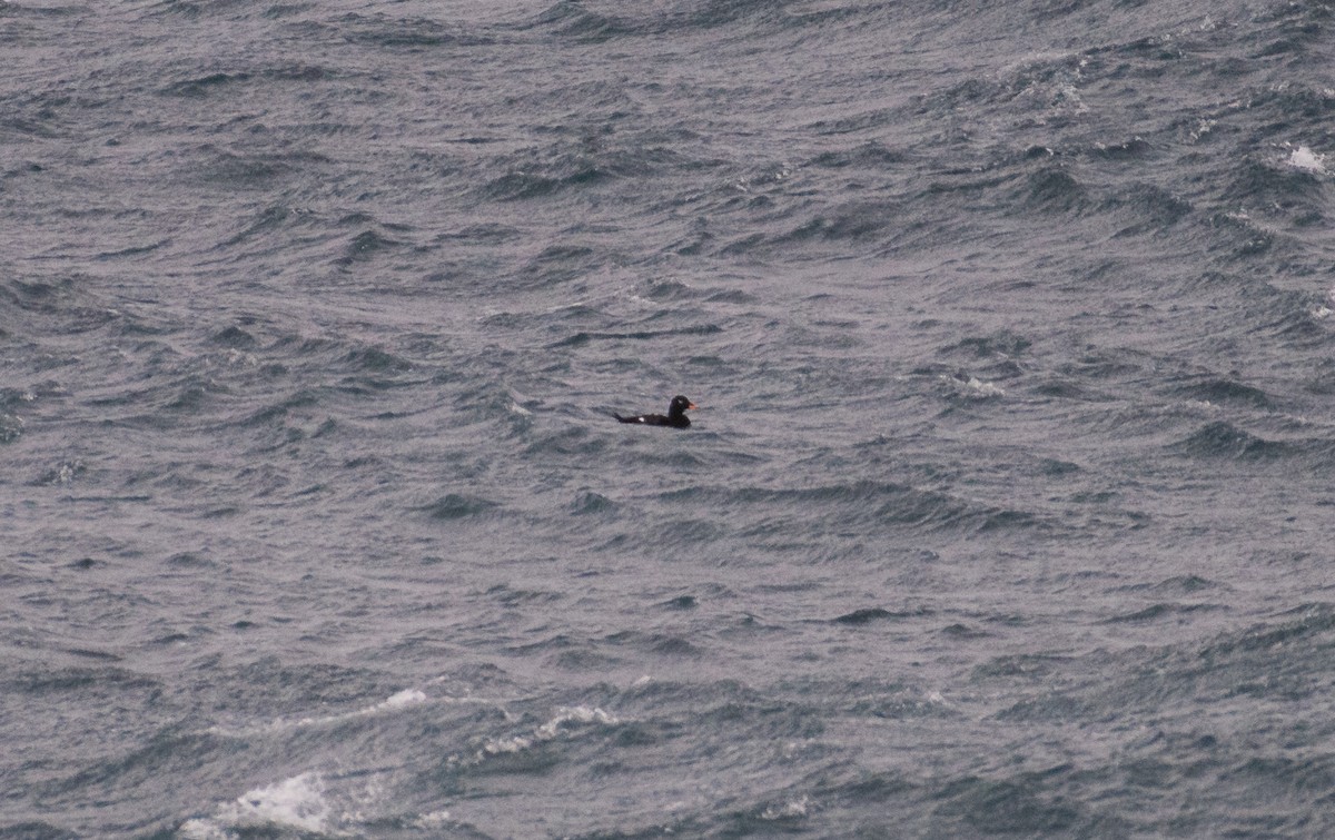 Velvet Scoter - Mikael Sigurðsson