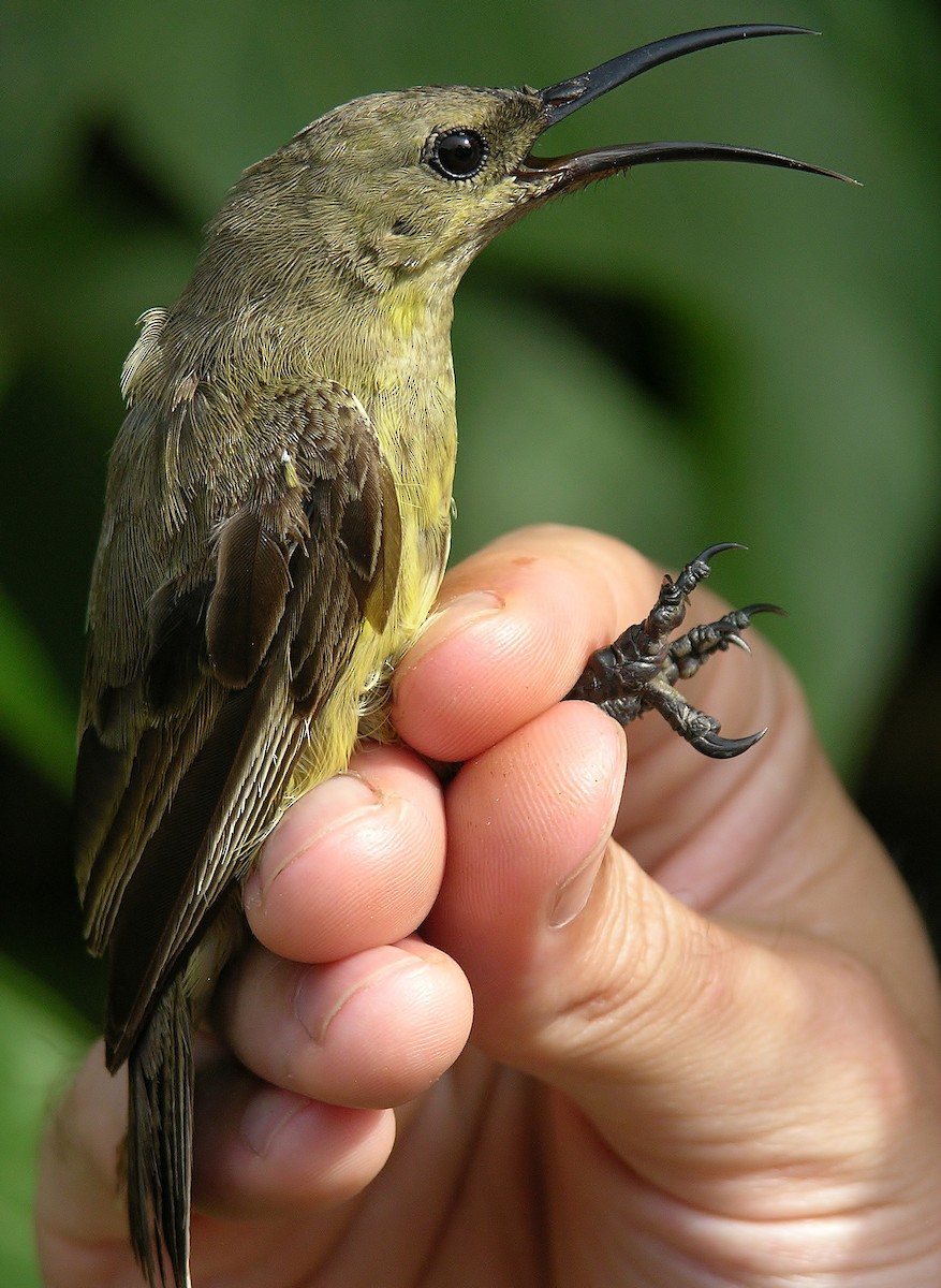 Amethyst Sunbird - ML216451341