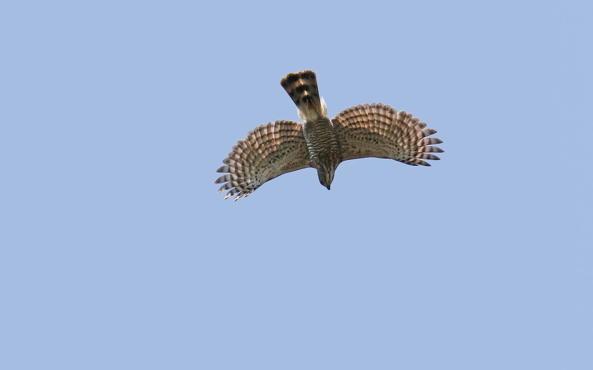 Crested Goshawk - ML216451921