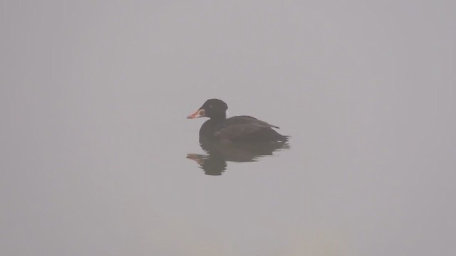 Surf Scoter - ML216452051