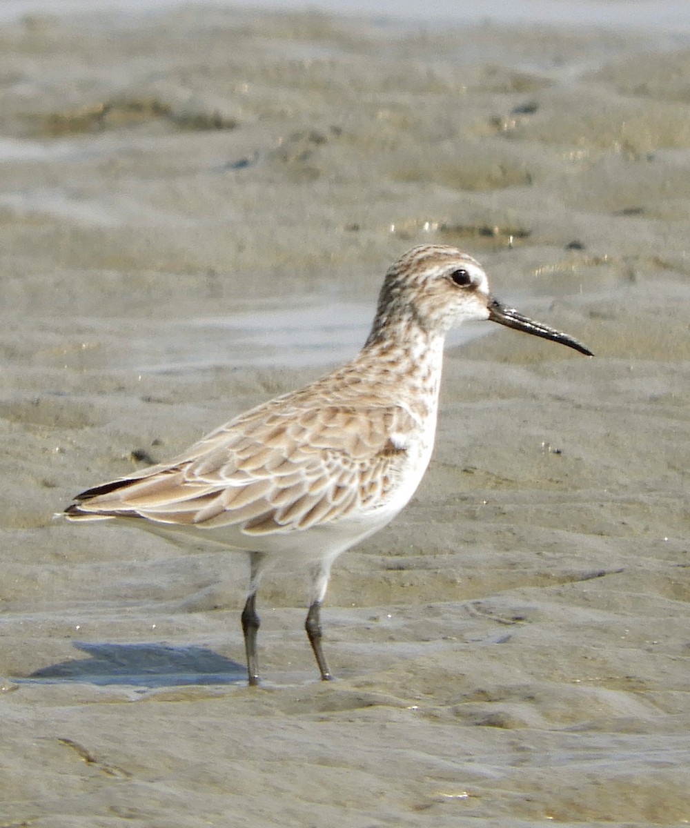 Broad-billed Sandpiper - ML216452481