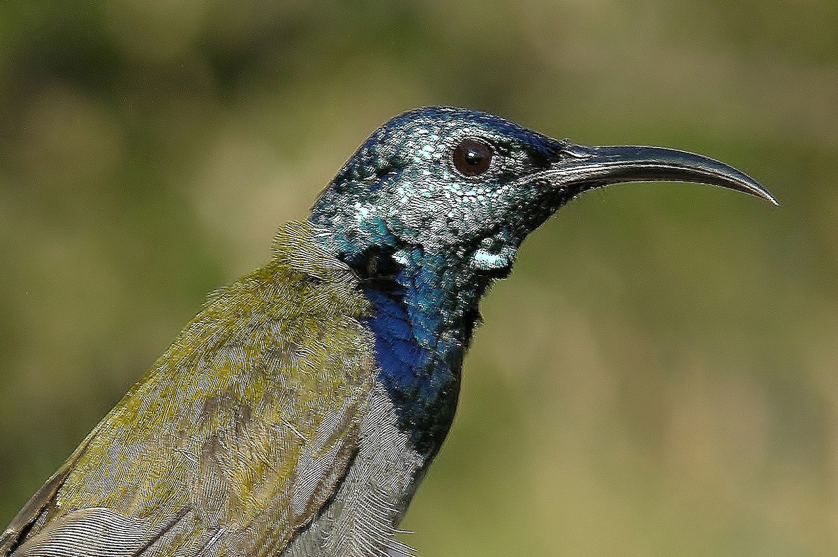 Green-headed Sunbird - Tony King