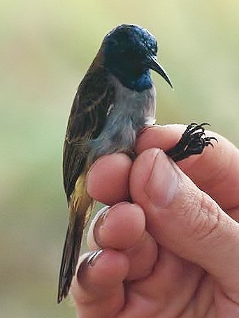 Reichenbach's Sunbird - ML216454781