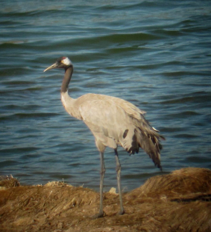 Common Crane - Mikel García