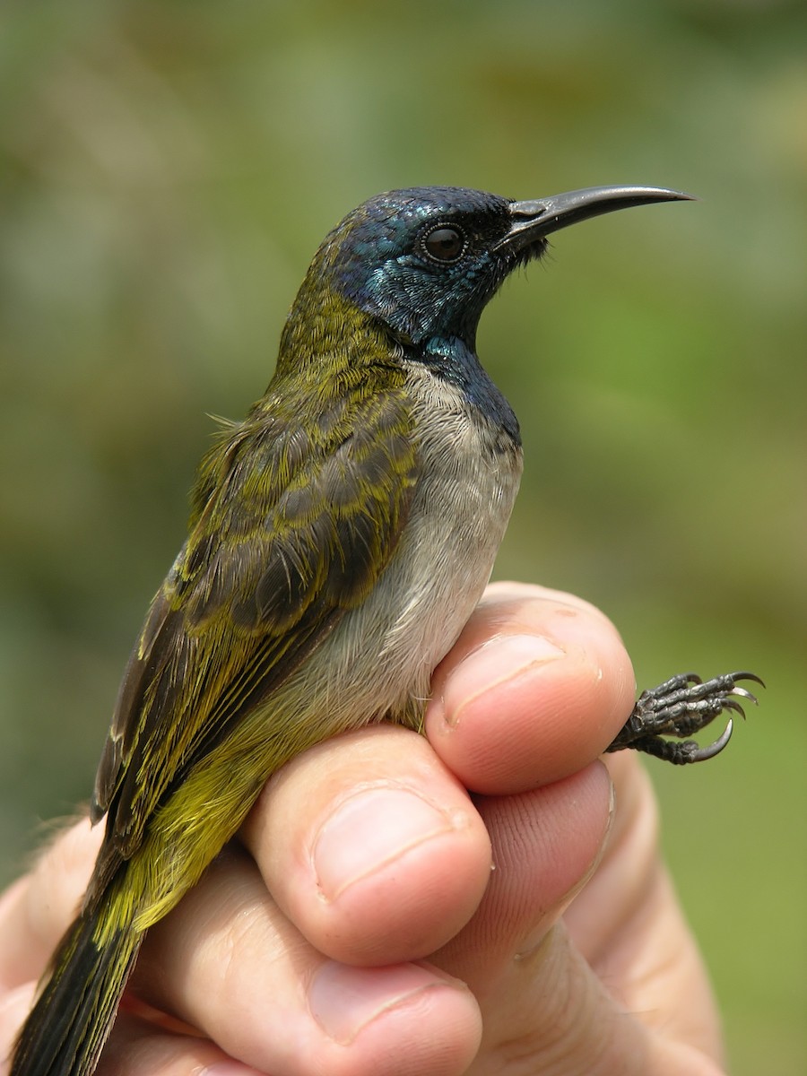 Reichenbach's Sunbird - ML216455371