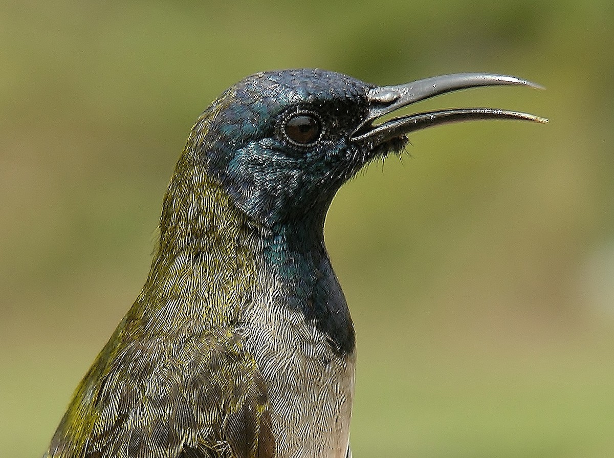 Reichenbach's Sunbird - ML216455401