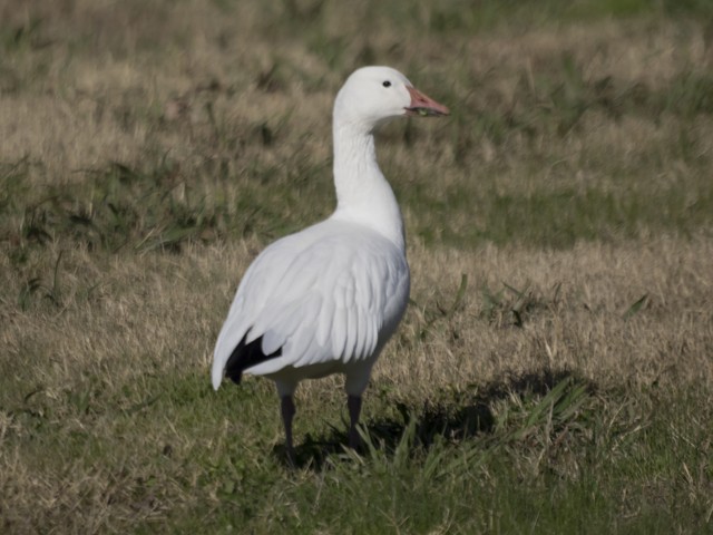 Snow Goose - Peter Assmann