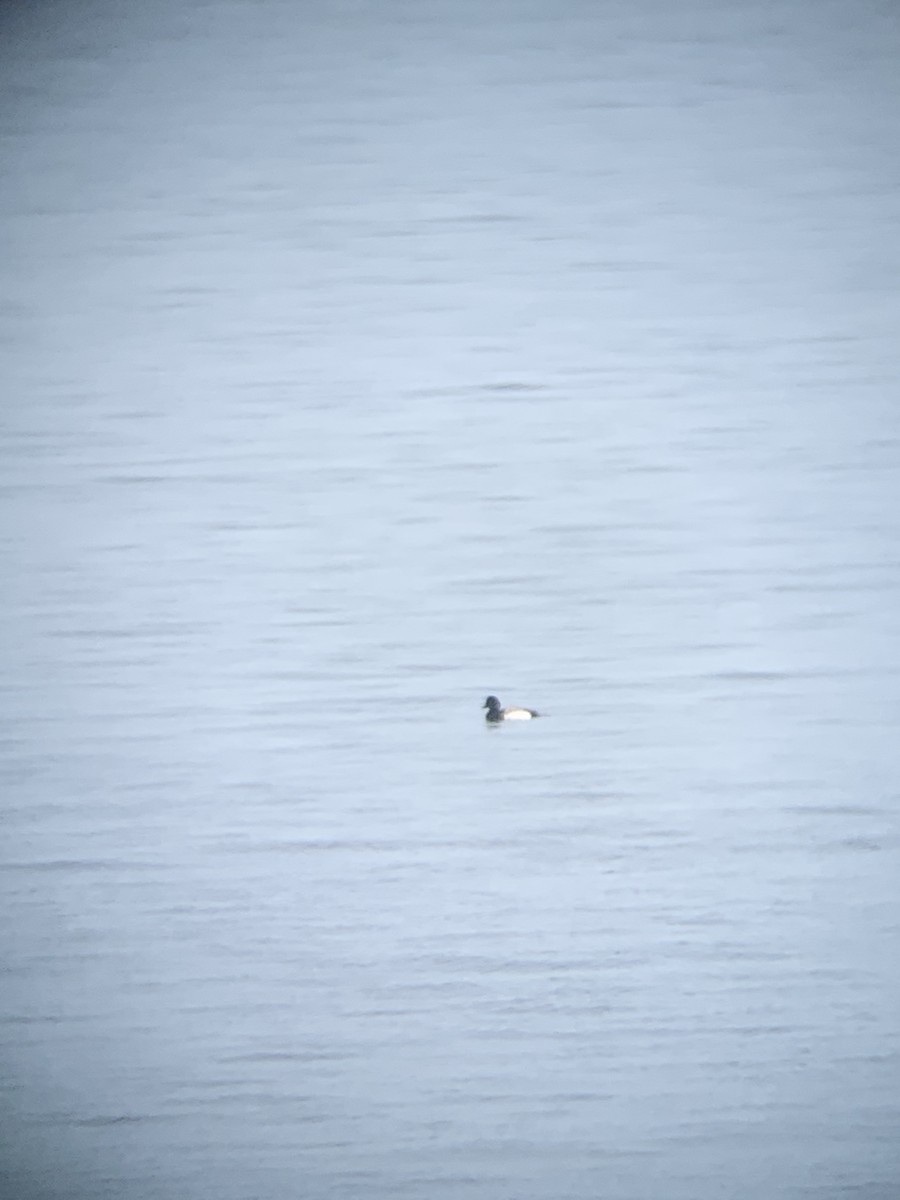 Greater Scaup - ML216455801