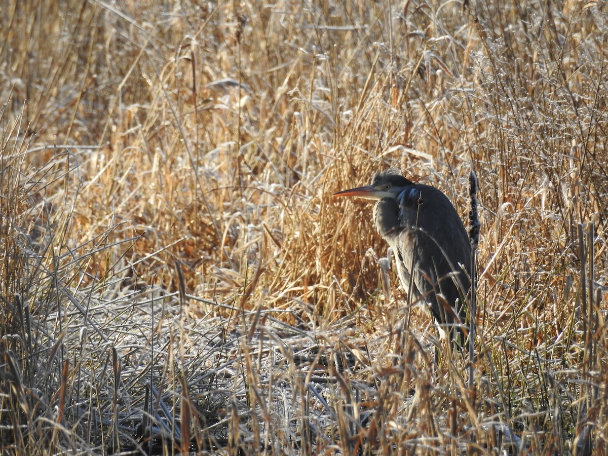 Gray Heron - ML216456861