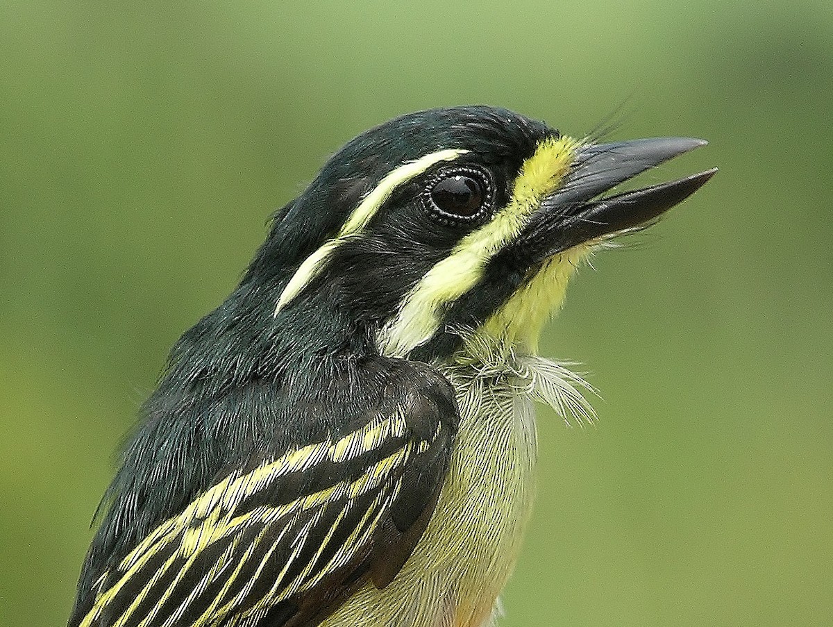 Yellow-throated Tinkerbird - ML216456881