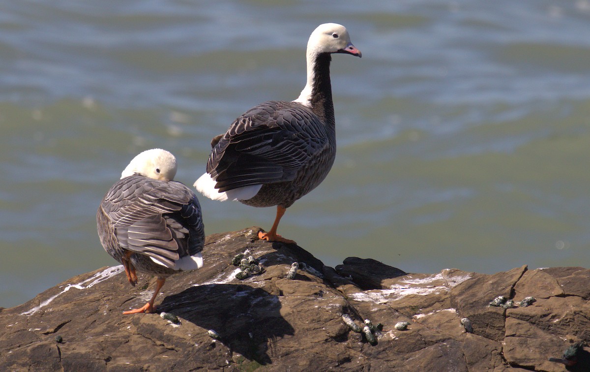 Emperor Goose - Curtis Marantz