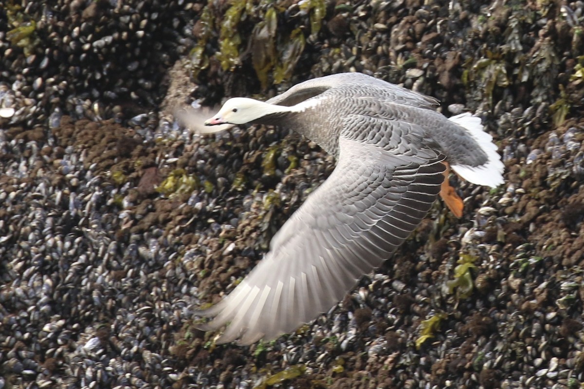 Emperor Goose - Brook OConnor