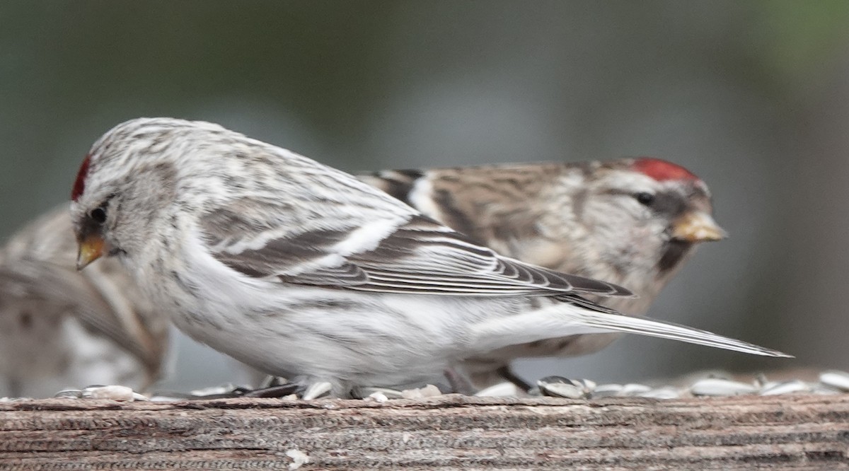 Hoary Redpoll - ML216459661