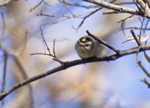 Golden-crowned Kinglet - ML21646021