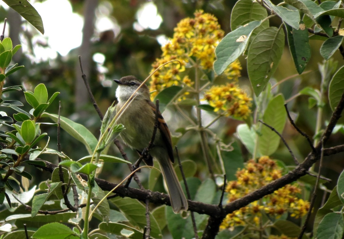 White-throated Tyrannulet - Fernando Angulo - CORBIDI