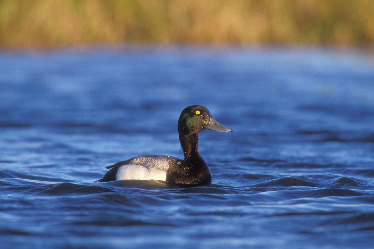 Greater Scaup - ML216460731