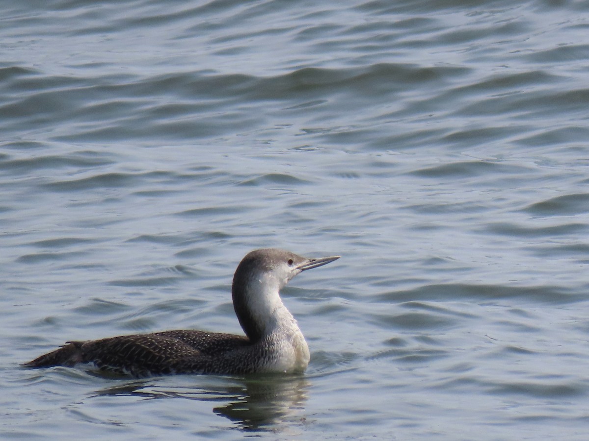 Red-throated Loon - ML216461151