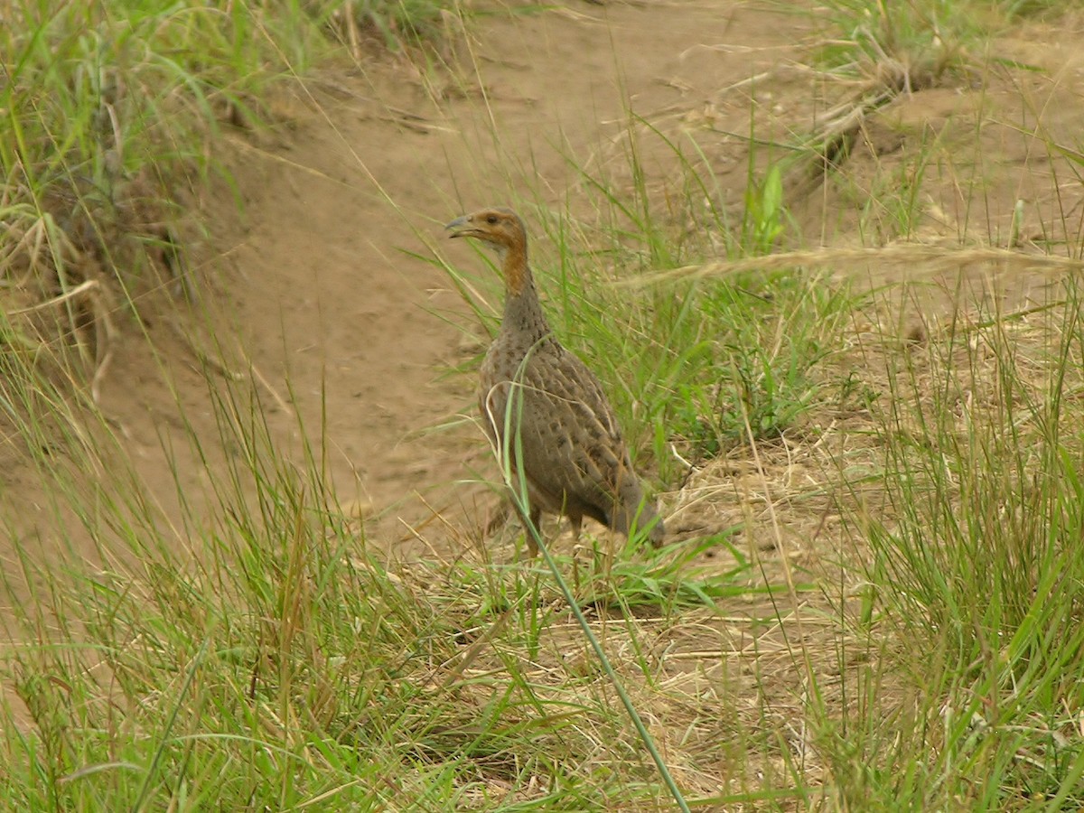 Finsch's Francolin - ML216461251