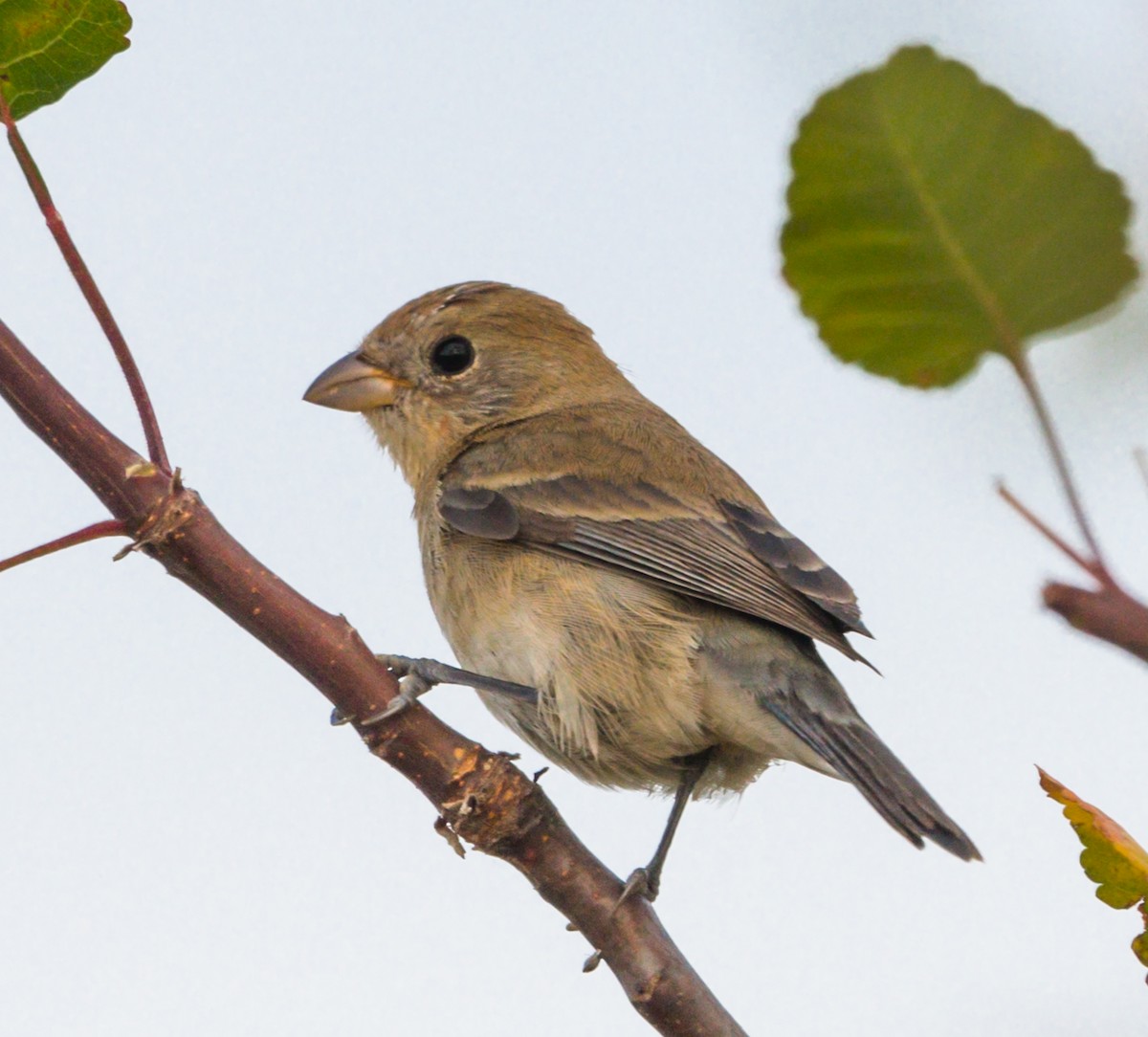 Varied Bunting - ML216461301