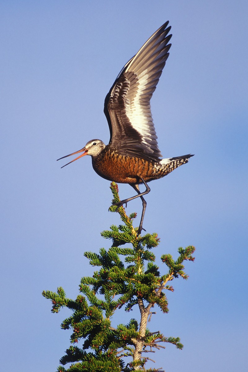 Hudsonian Godwit - Bob MacDonnell