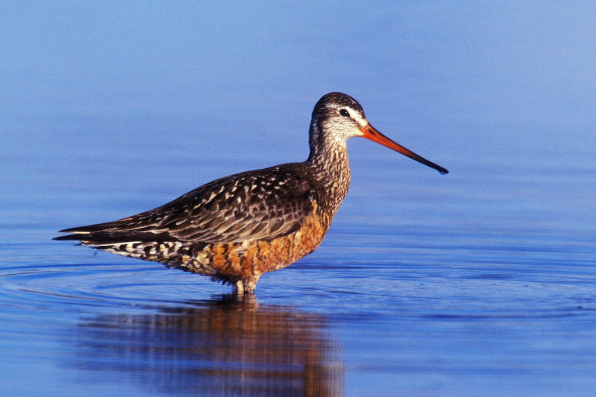 Hudsonian Godwit - ML216462061