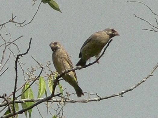 Black-throated Canary - ML216462991