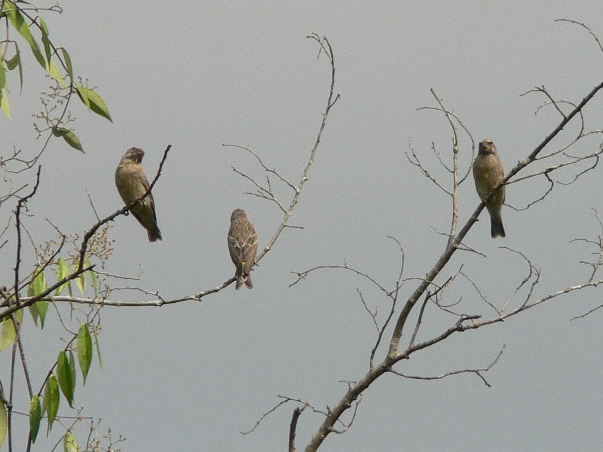 Black-throated Canary - ML216463281