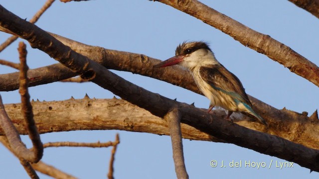 Striped Kingfisher - ML216463441