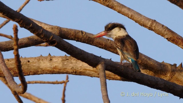 Striped Kingfisher - ML216463501