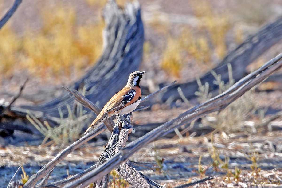 Chestnut-breasted Quail-thrush - Roksana and Terry