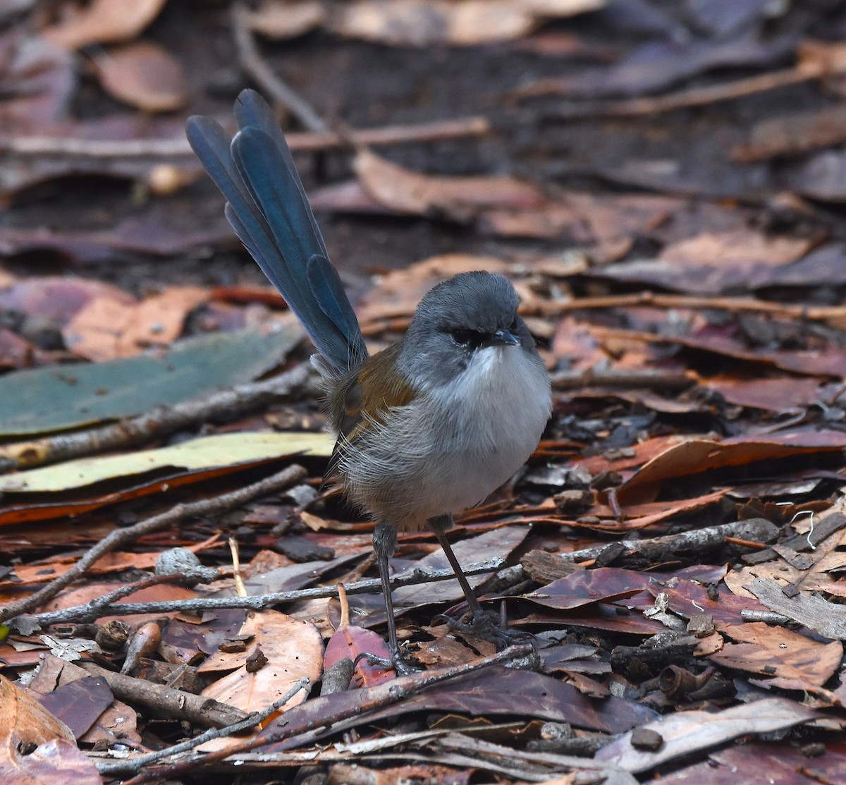 Red-winged Fairywren - ML216465011